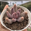 Pachyphytum guangzhou