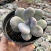 Pachyphytum bracteosum