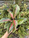 Aglaonema stardust