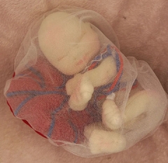 Feto 25 cm + Mini placenta - loja online
