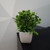 Imagen de Pack x8 Mini plantas Plantitas artificiales de plástico para interiores