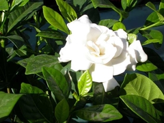 Aceite esencial de Gardenia puro 15Ml - comprar online