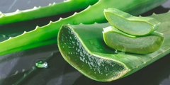 Aceite de Aloe Vera Vegetal Puro 30ML - Primera prensada en frio En CABA Belgrano Envios a Todo el Pais - comprar online