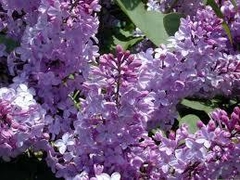 Aceite Aromatico De Lilas 15 Ml Materia Prima Caba Belgrano Envios a Todo el Pais - comprar online