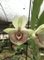 Catasetum Carlos Lahr - comprar online