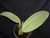 Bulbophyllum fletcherianum na internet