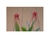 Bulbophyllum gracillimum x self - comprar online