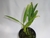 Bulbophyllum biflorum na internet