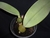 Bulbophyllum fletcherianum - comprar online