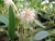 Bulbophyllum medusae - comprar online