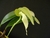 Bulbophyllum micholitzii