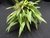 Bulbophyllum tortuosum - comprar online