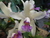 Cattleya amethystoglossa v. cerúlia Lisa x Payaguas - comprar online