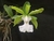 Cattleya aclandiae v. albescens x alba - comprar online