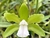 Cattleya bicolor v. alba x self