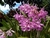 Cattleya bowringiana x Brassavola nodosa - comprar online