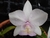 Cattleya nobilior v. alba x suave - comprar online