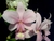 Cattleya nobilior v. concolor Dona Julia x vinicolor