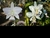 Cattleya nobilior semi alba Akemi x semi alba Sininho