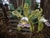 Cattleya schilleriana v. cerúlia x self - comprar online