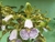 Cattleya schilleriana v. cerúlia x self