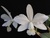 Cattleya violacea v. alba x self