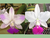 Cattleya walkeriana semi-alba Puanani 4N x semi-alba Orlando Mazzetto