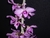 Dendrobium anosmum v. tipo - comprar online