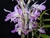 Dendrobium regium - comprar online