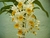 Dendrobium thyrsiflorum x self