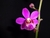 Phalaenopsis (Doritis) Pulcherrima