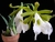 Encyclia mariae x self - comprar online