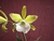 Encyclia mariae x Laelia tenebrosa - comprar online