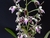 Epidendrum prismatocarpum - comprar online