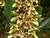 Bulbophyllum munificum
