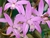 Laelia alvarenguensis x self