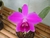 Laelia pumila tipo x self PROMOÇÃO - comprar online