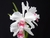 Laelia purpurata v. carnea x self - comprar online