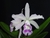 Laelia tenebrosa x (Cattleya harrisoniae x Cattleya loddigesii) - comprar online