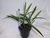 Maxillaria schunkeana x self - comprar online