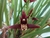 Maxillaria tenuifolia "Nigrensis"