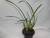 Maxillaria tenuifolia - comprar online