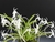 Neofinetia falcata "Asahiden" - comprar online