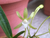 Neofinetia falcata Hsuí (verde) - comprar online