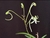 Neofinetia falcata "Kishuryokufu" (verde-claro) - comprar online