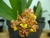 Oncidium nanum x self