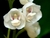 Peristeria elata (Orquídea Pomba ou Espirito Santo) - comprar online