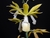 Phaius tankervilleae v. alba x self na internet