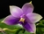 Phallaenopsis Samera cerulia - comprar online
