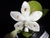 Phalaenopsis speciosa Spot x sib - comprar online